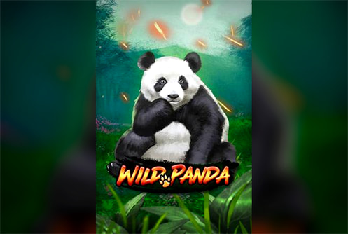Wild Panda